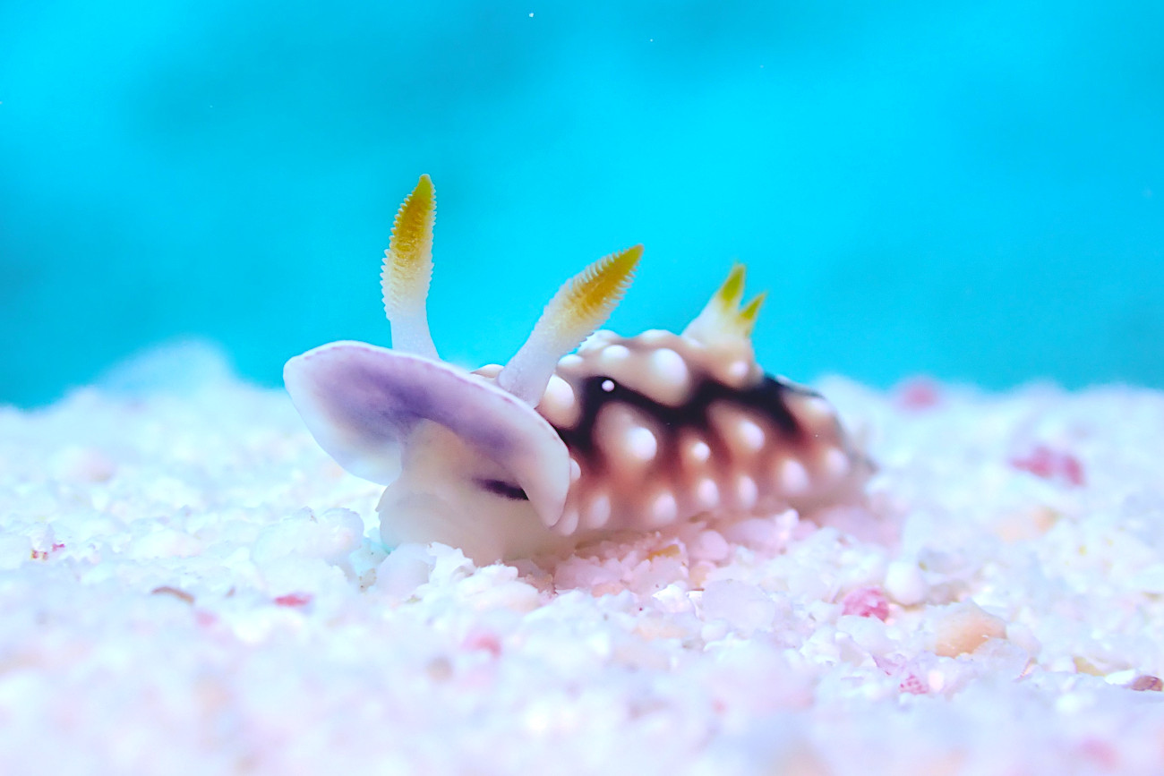 キカモヨウウミウシ