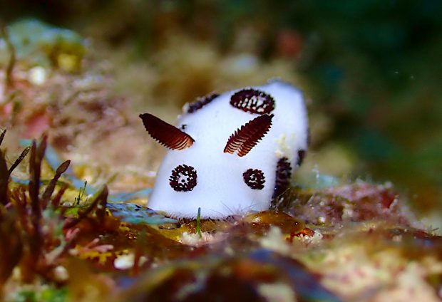 ブチウミウシ