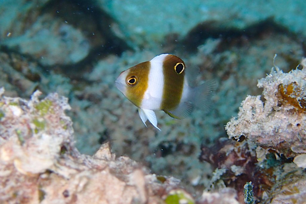 ダンダラスズメダイの幼魚