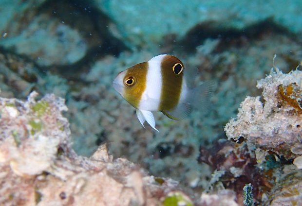 ダンダラスズメダイの幼魚