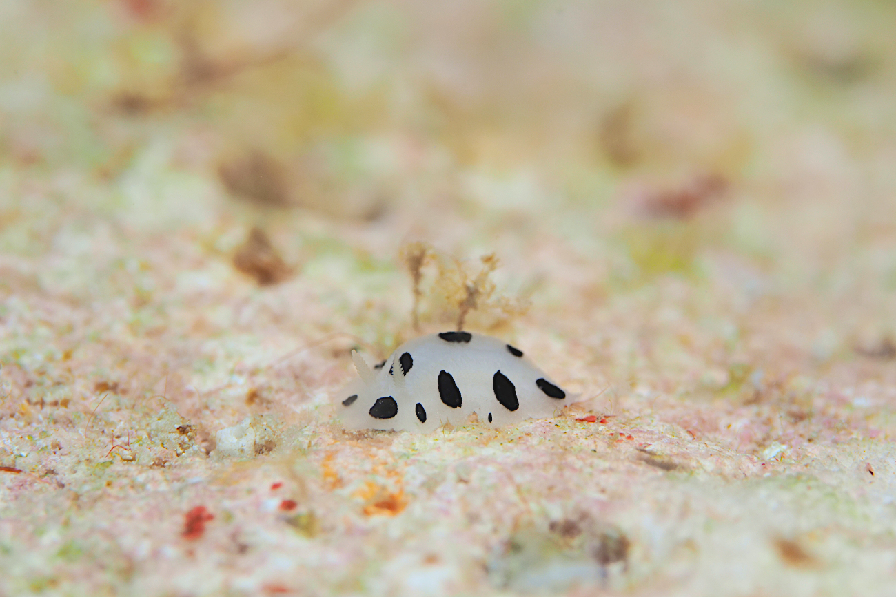 ミズタマイボウミウシ