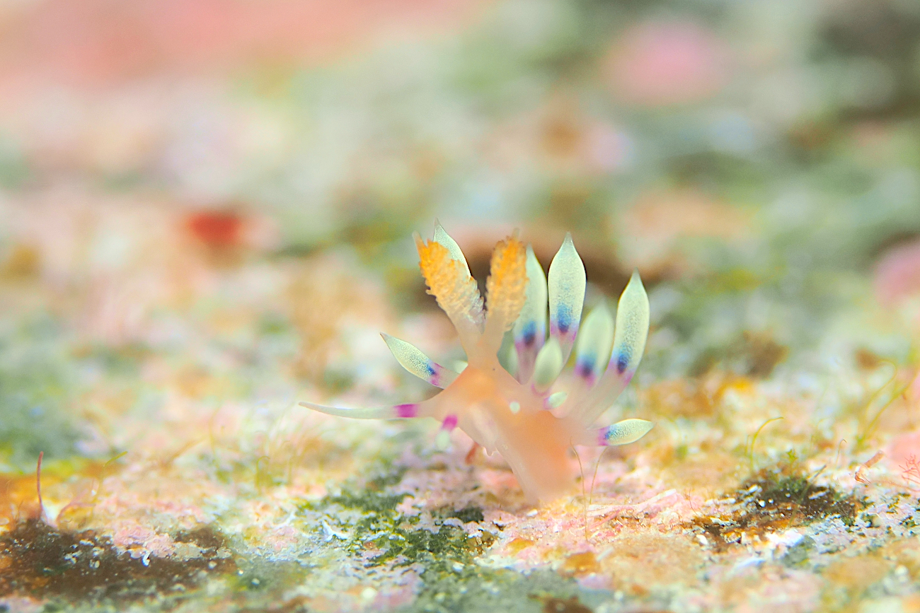 アデヤカミノウミウシ