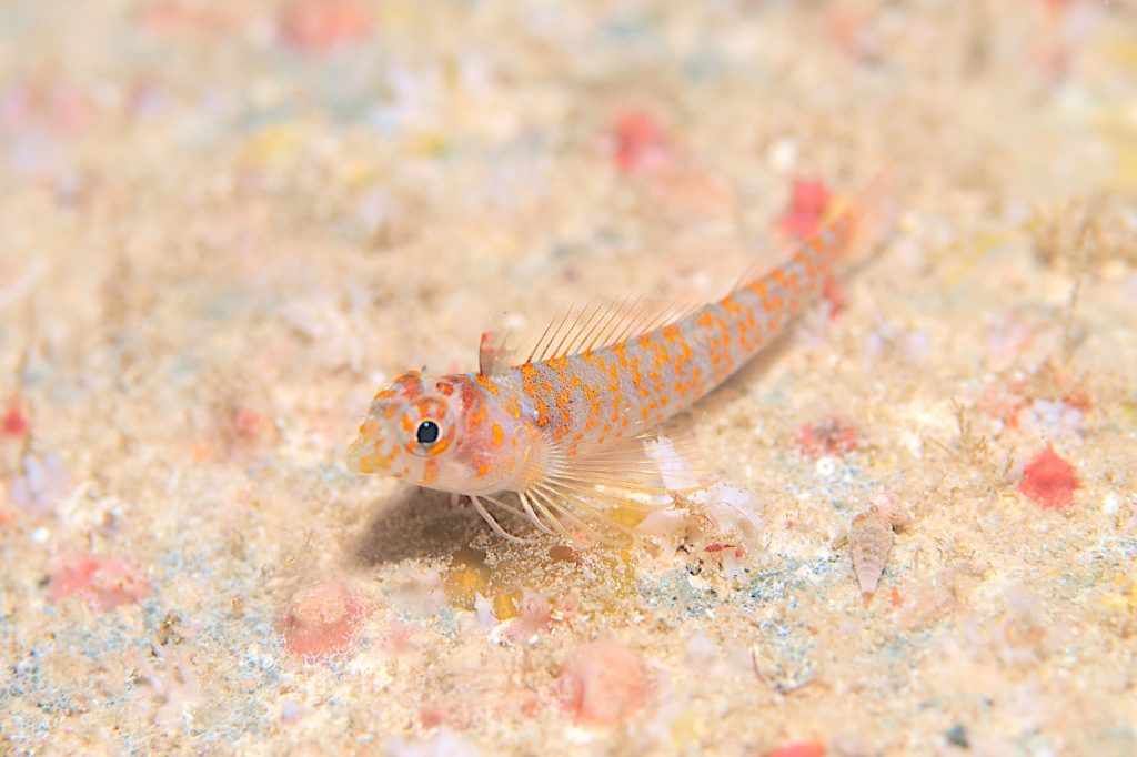 ミカンヘビギンポ