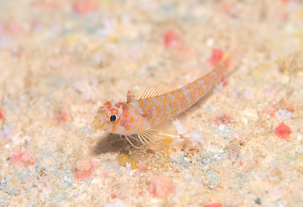 ミカンヘビギンポ