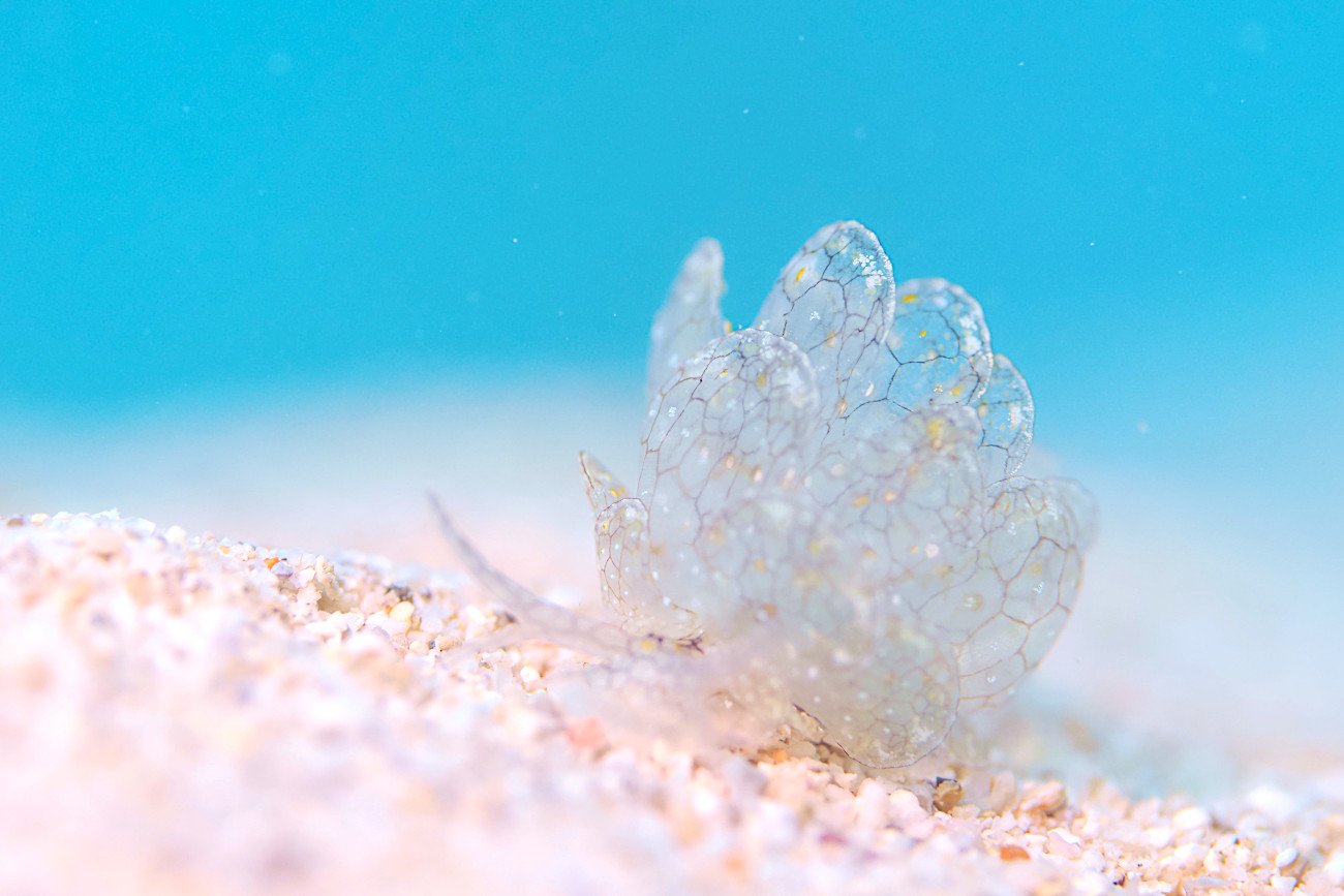 アミメウロコウミウシ