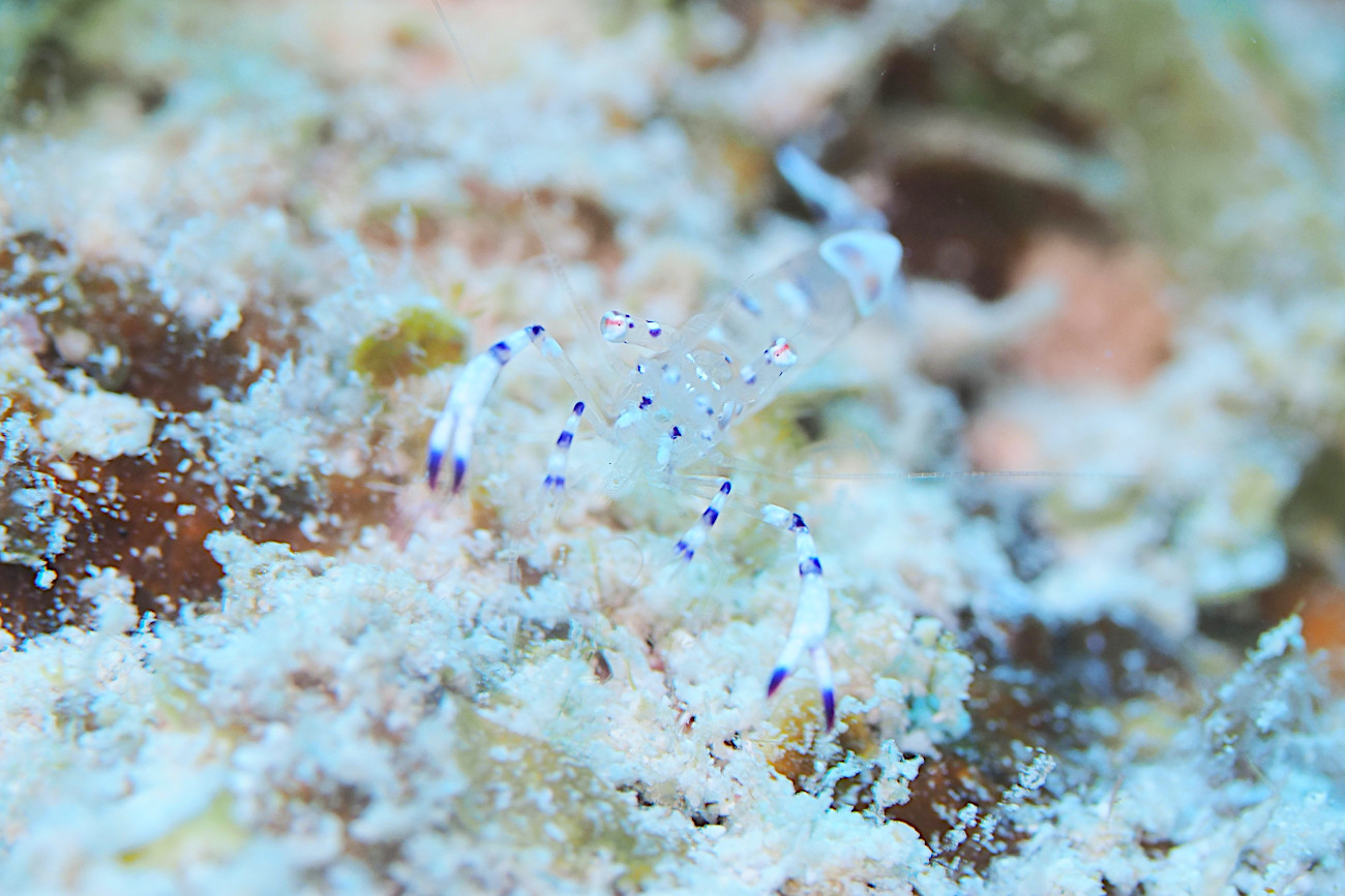 ニセアカホシカクレエビ