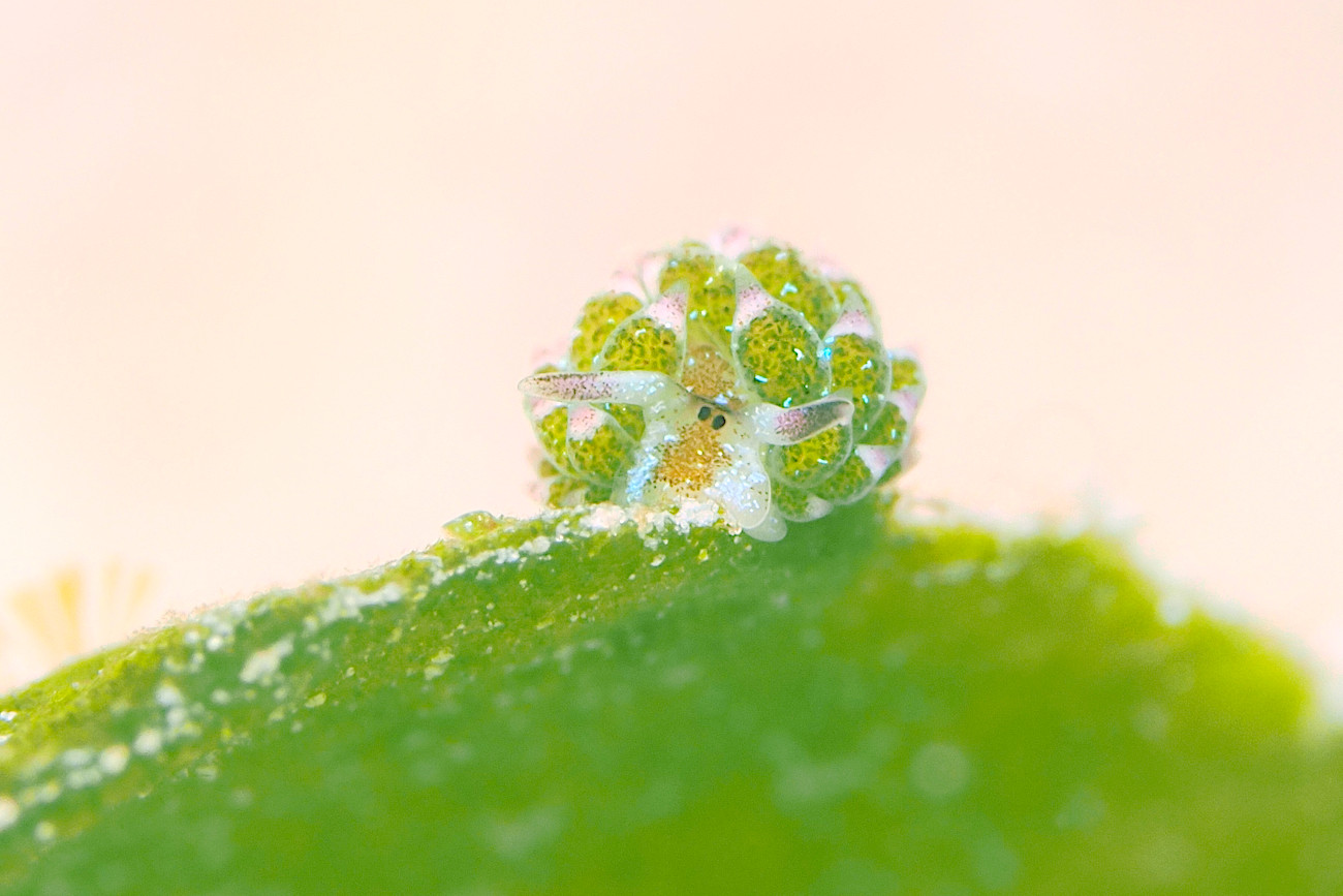 クサイロモウミウシ