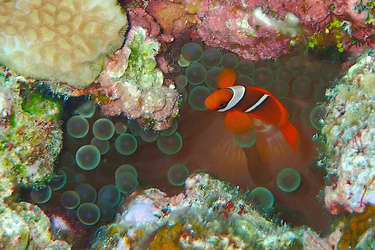ハマクマノミの幼魚