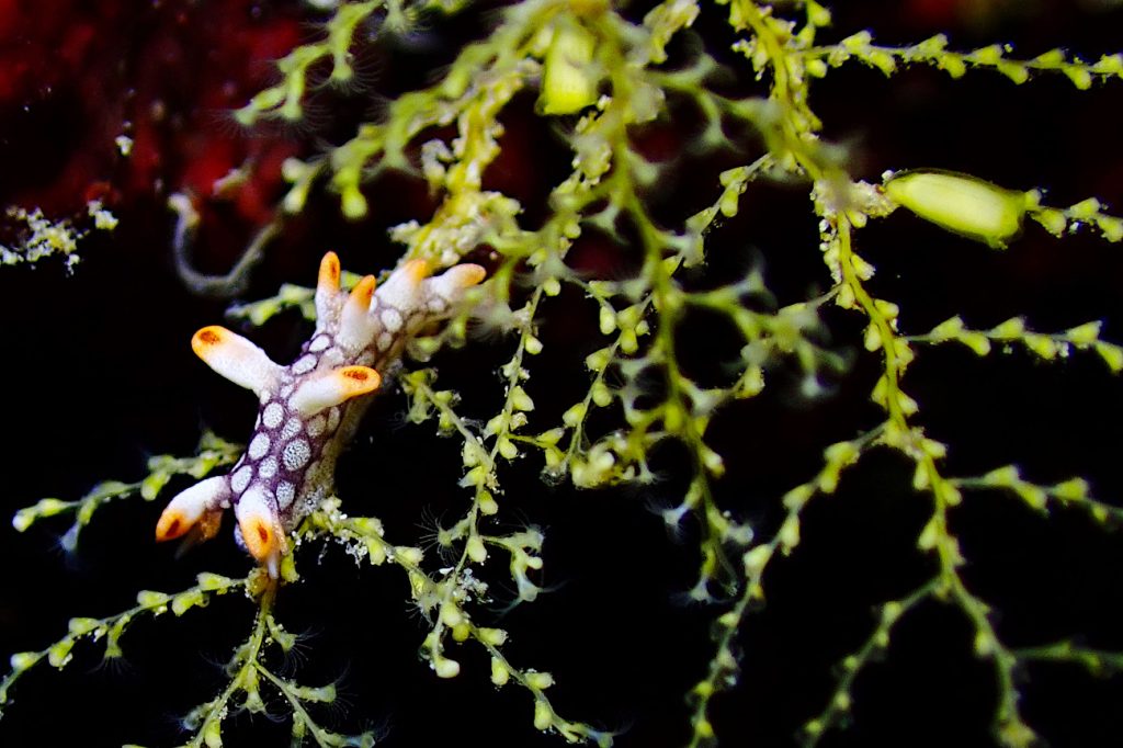 ヒオドシユビウミウシの幼体