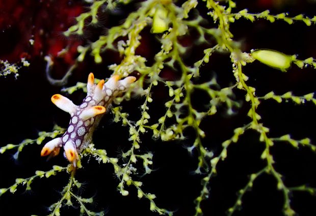 ヒオドシユビウミウシの幼体