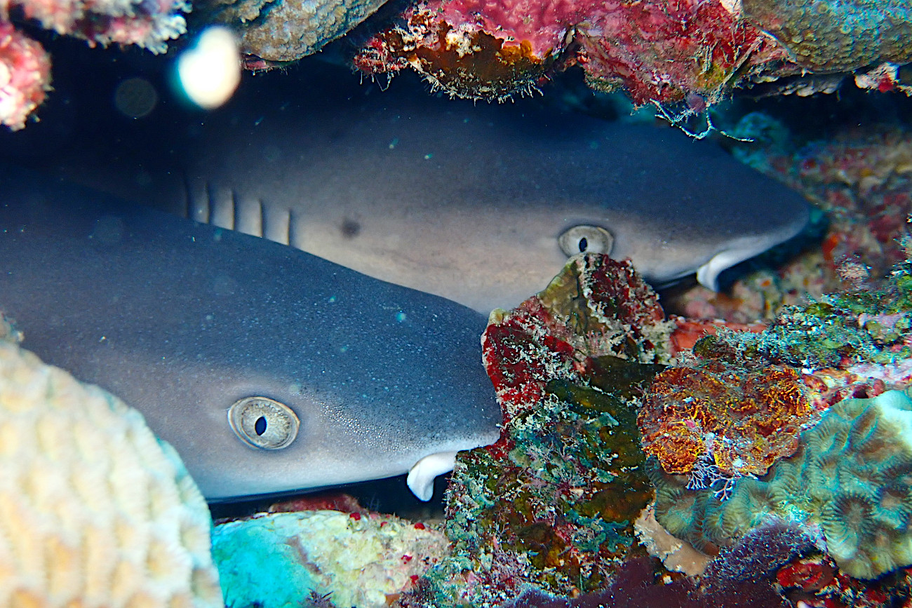 ネムリブカの子供