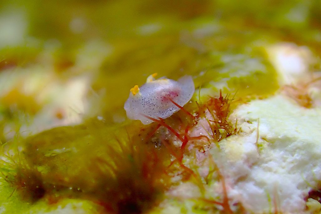 コンニャクウミコチョウ