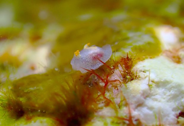 コンニャクウミコチョウ