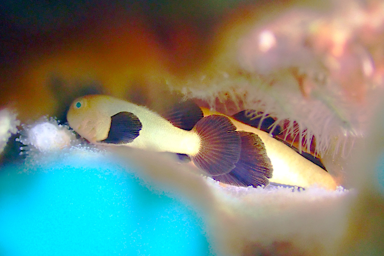 パンダダルマハゼ