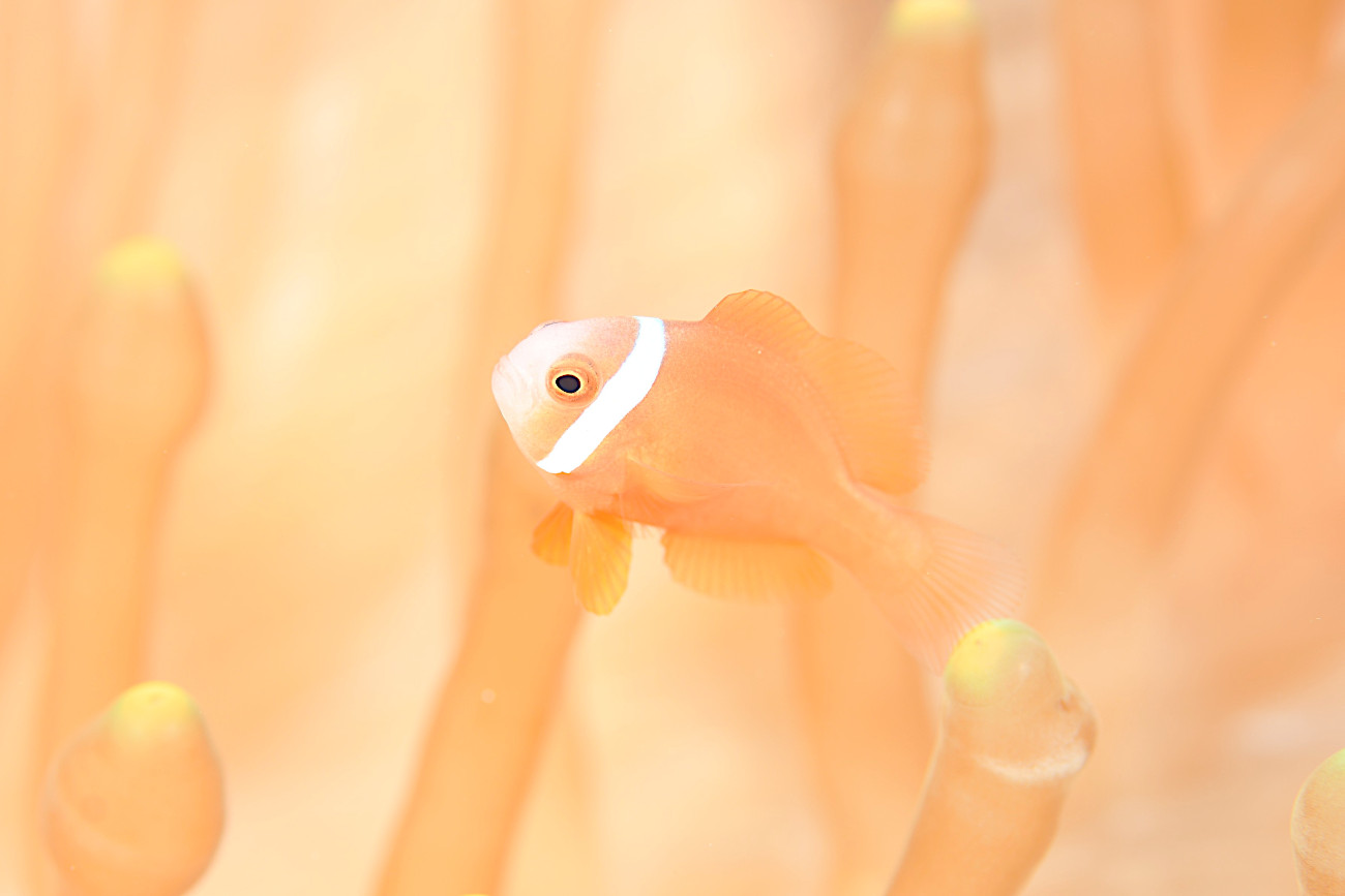 ハマクマノミの幼魚