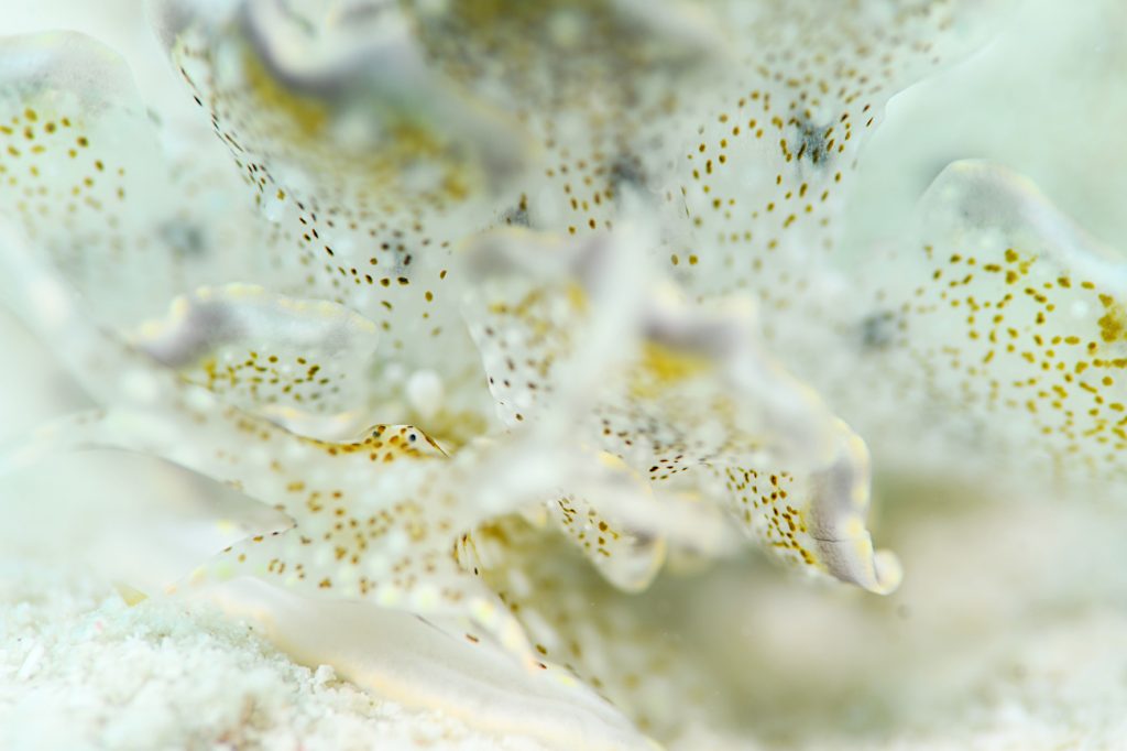 ハナビラウロコウミウシ