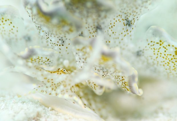 ハナビラウロコウミウシ