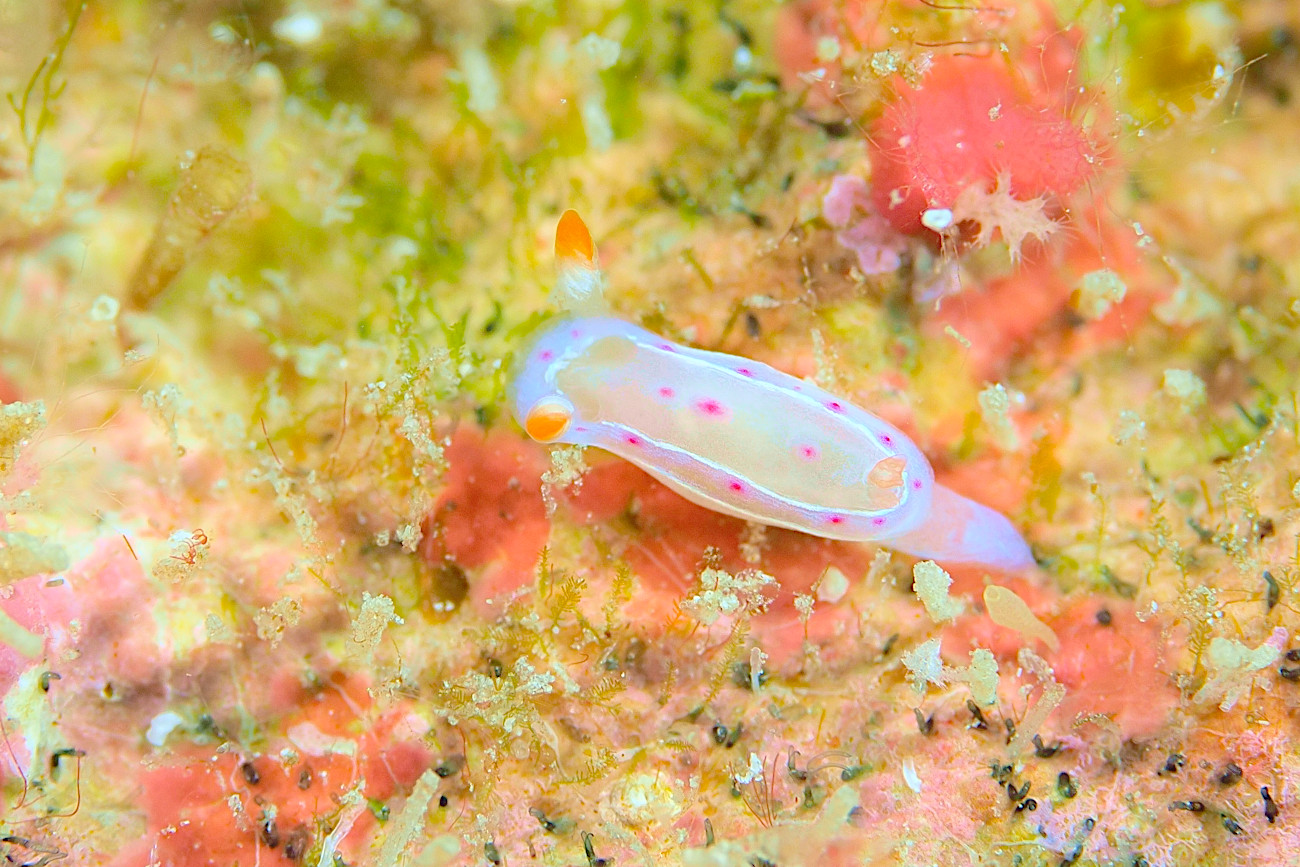 ミカドウミウシの幼体