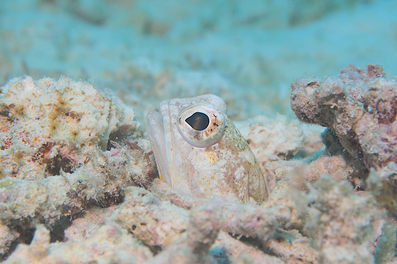 ジョーフィッシュ