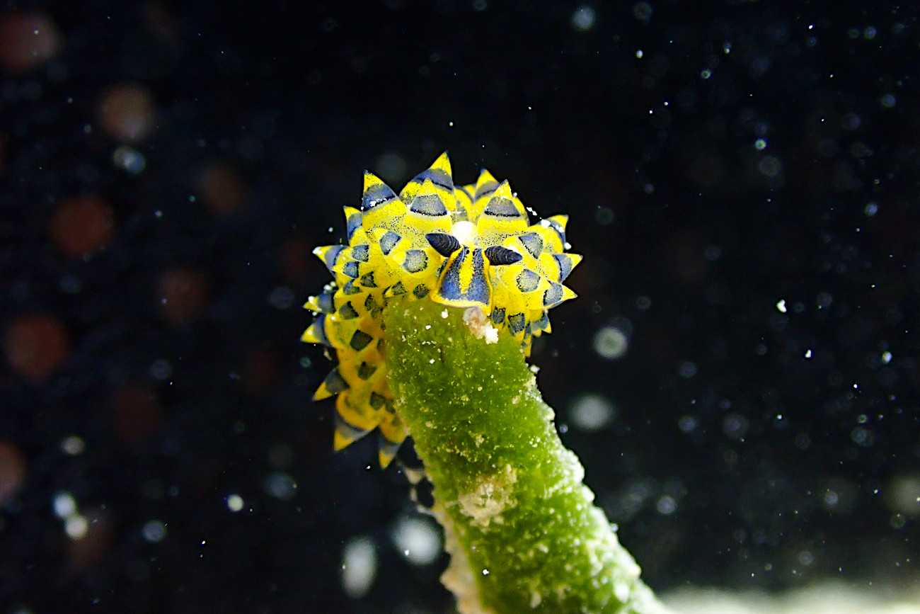 ミナミアオモウミウシ