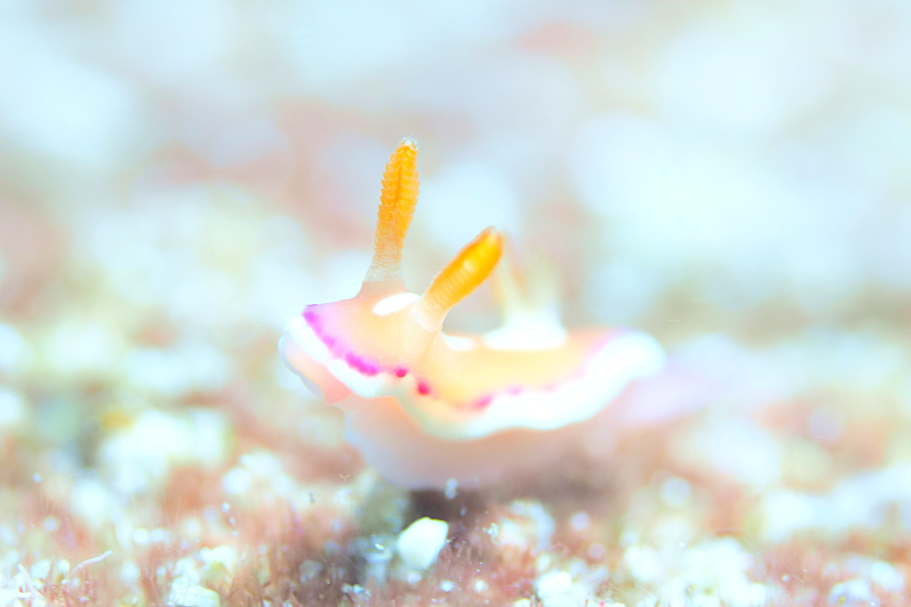 クラサキウミウシ