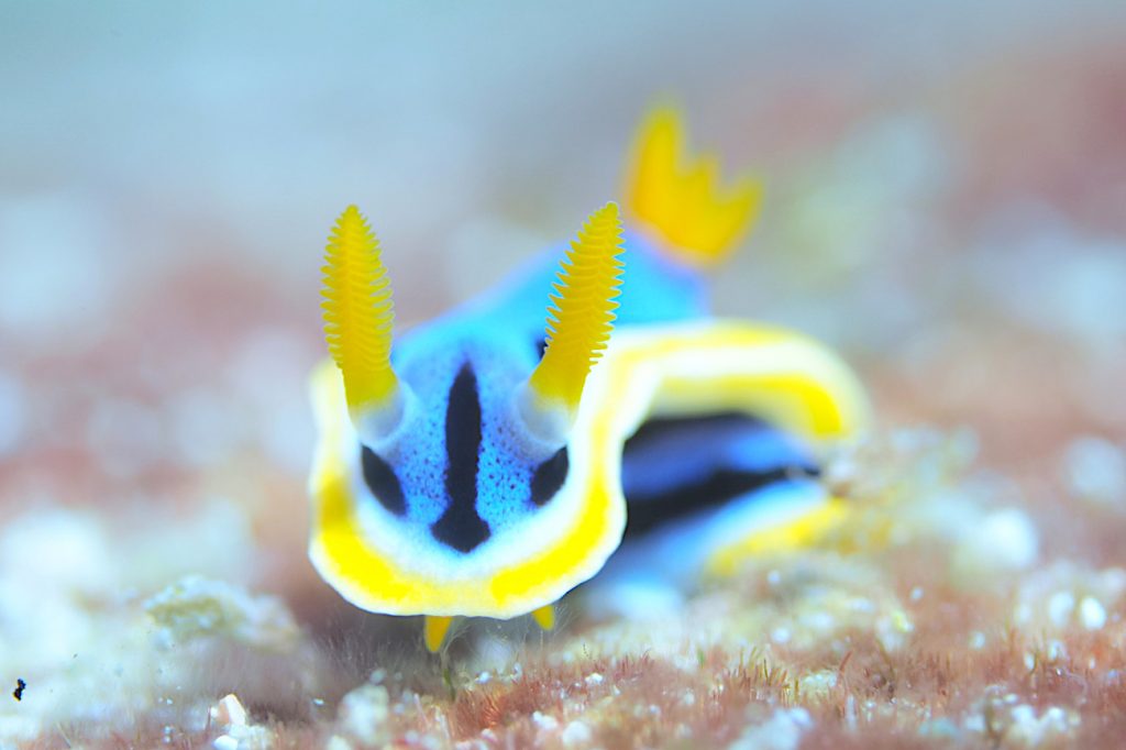 アンナウミウシ