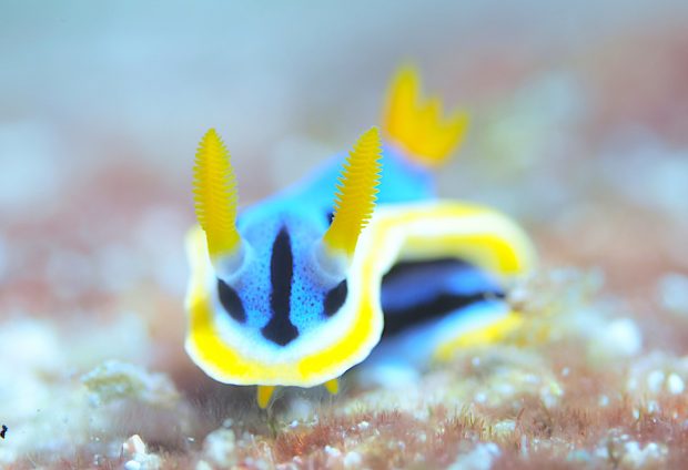 アンナウミウシ