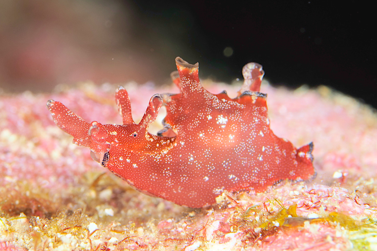 アメフラシ属の一種1