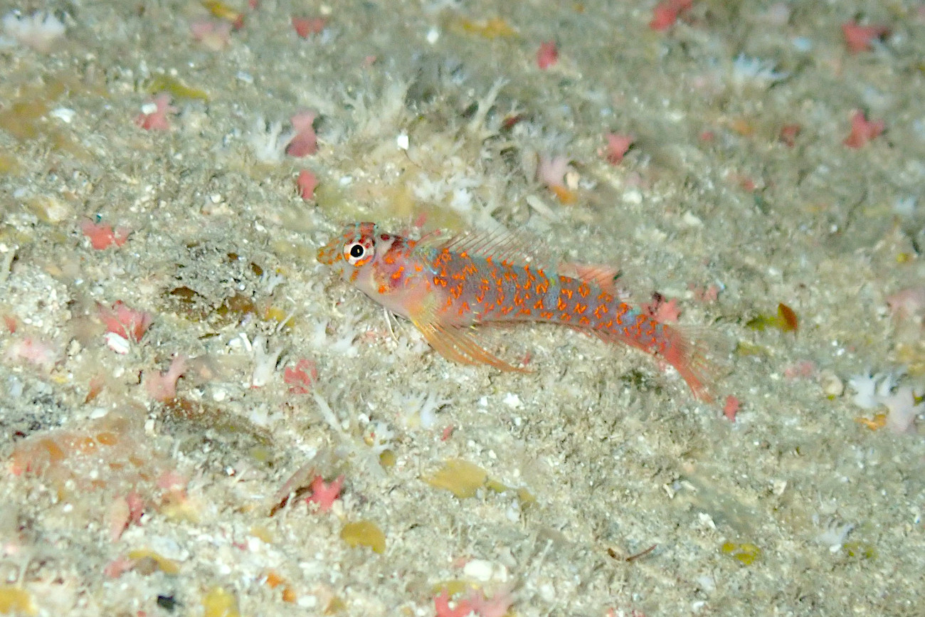 ミカンヘビギンポ