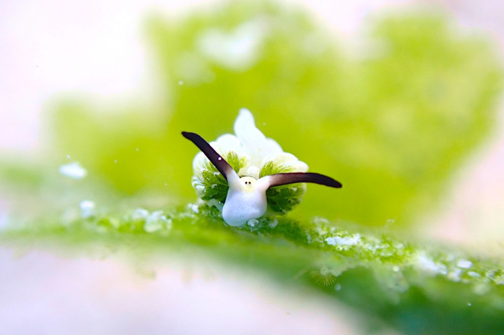 ウサギモウミウシ