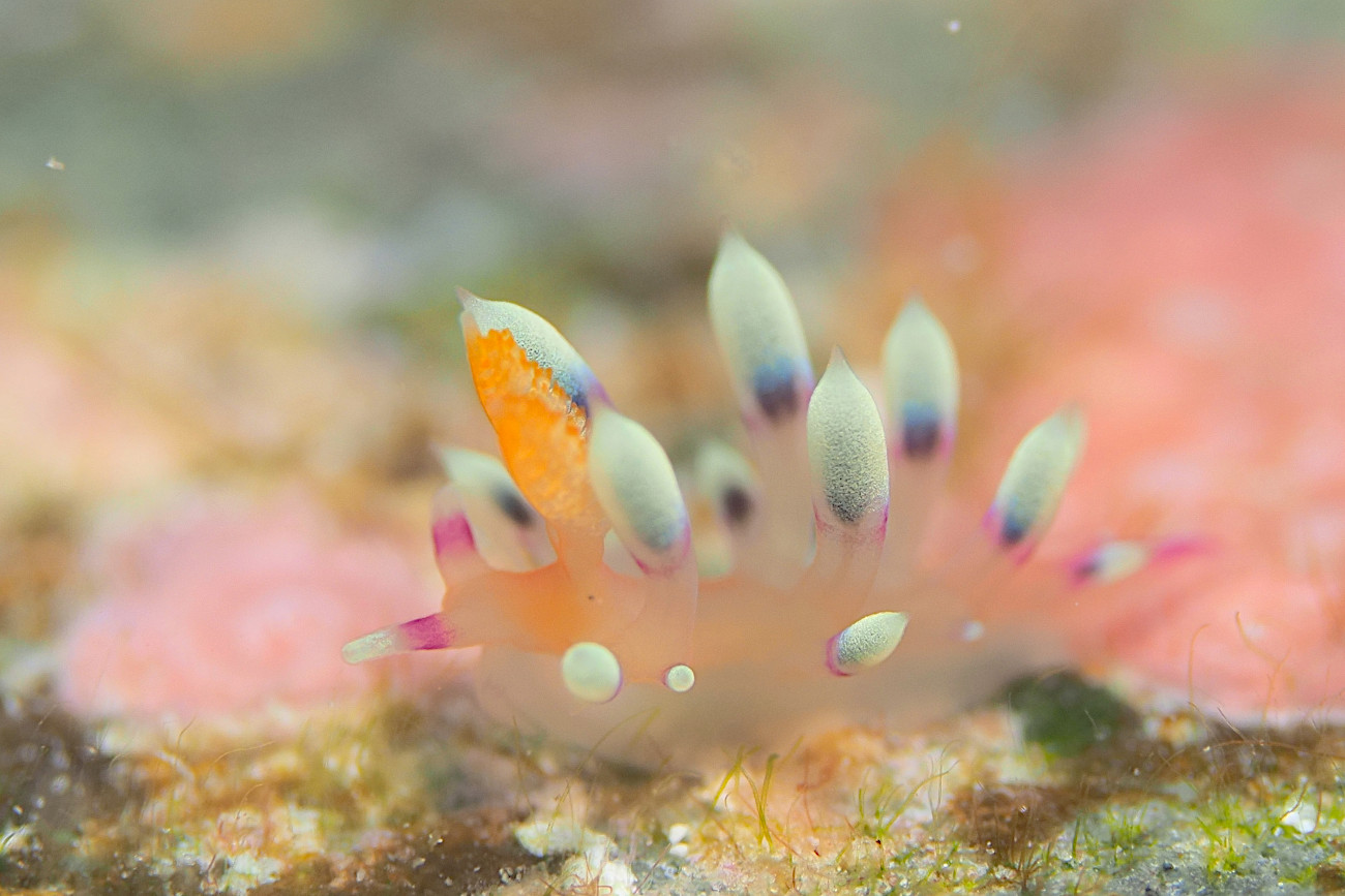 アデヤカミノウミウシ