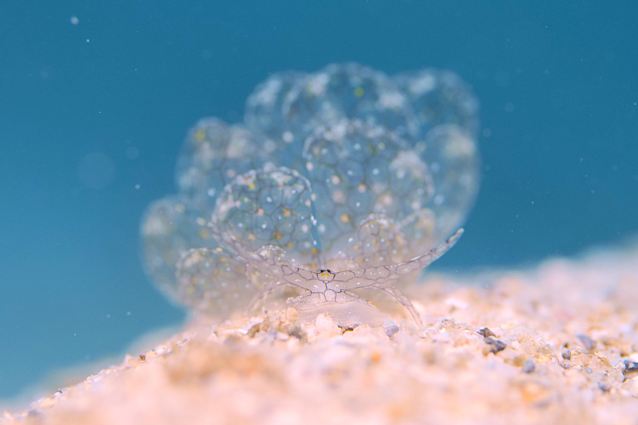 アミメウロコウミウシ