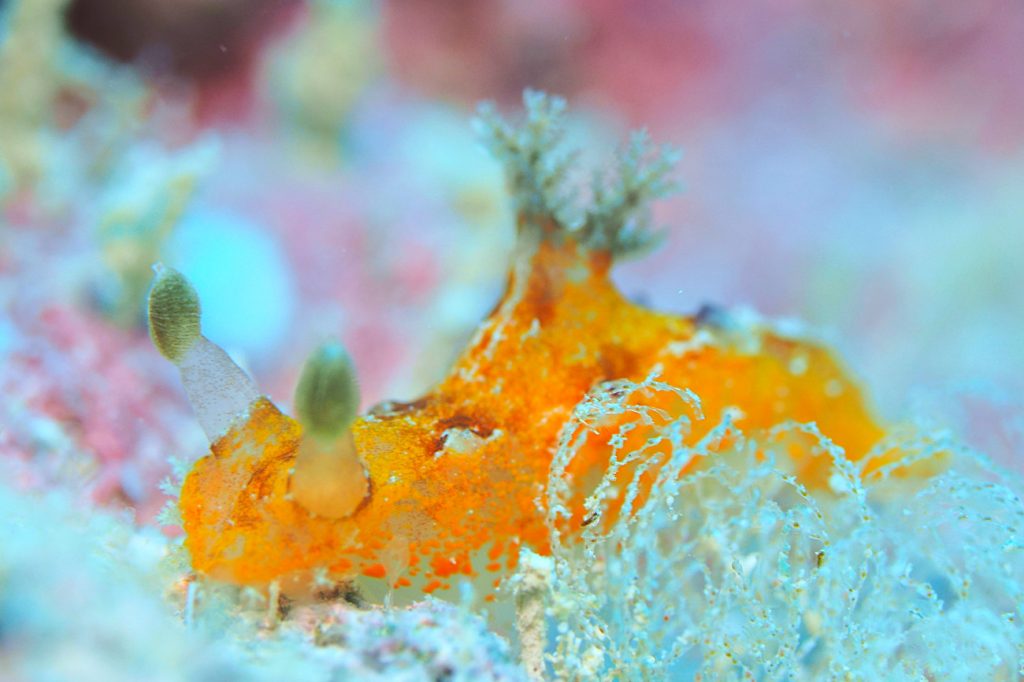 ニンジンヒカリウミウシ