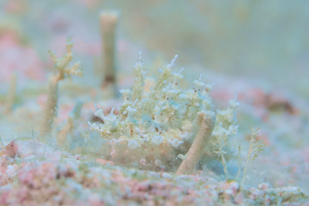 ハナサキコヤナギウミウシ