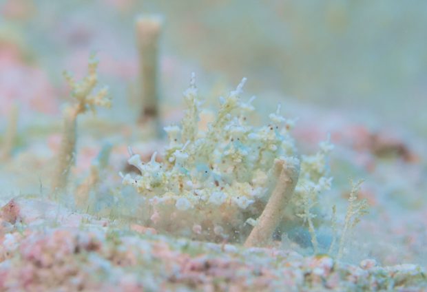 ハナサキコヤナギウミウシ