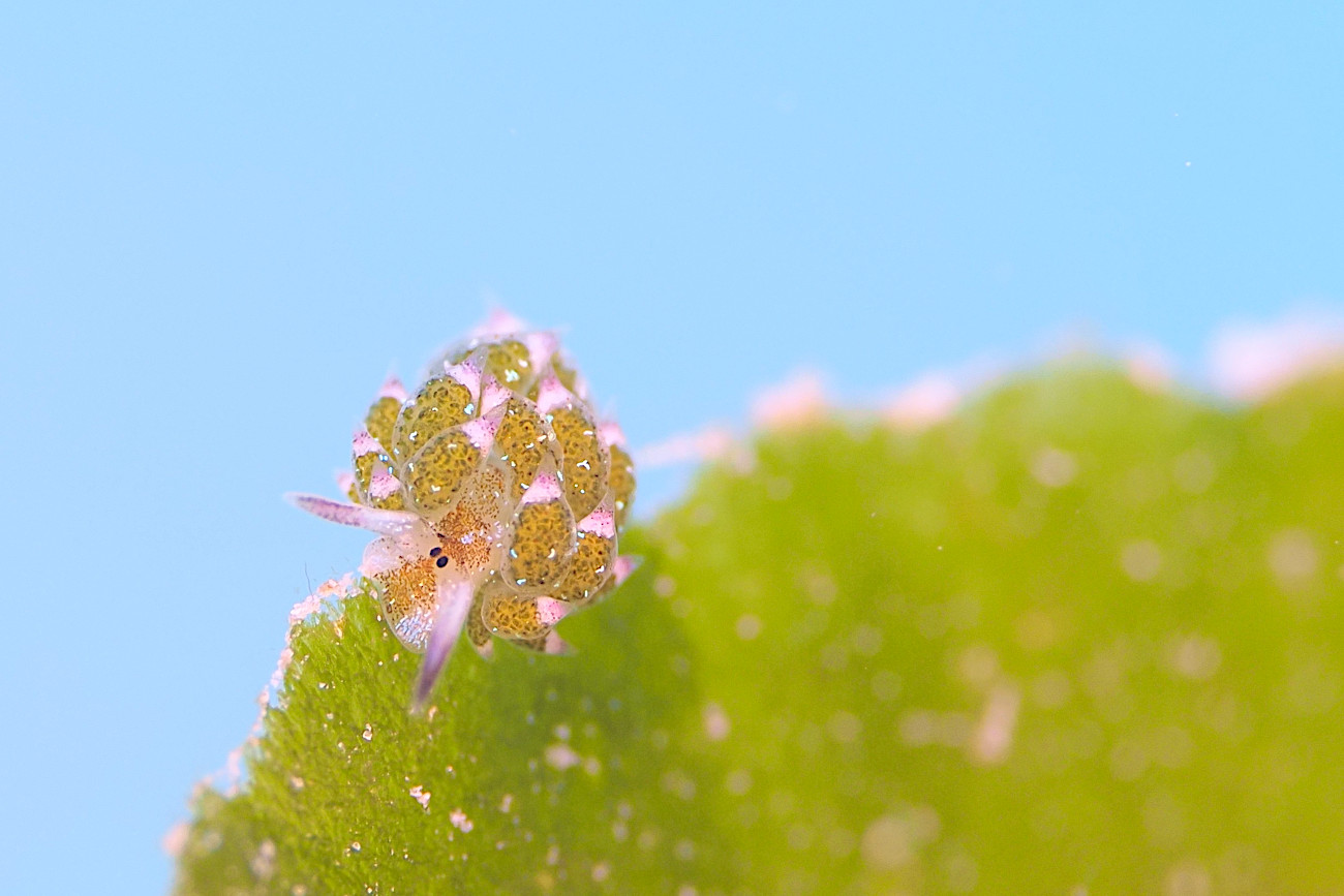 クサイロモウミウシ