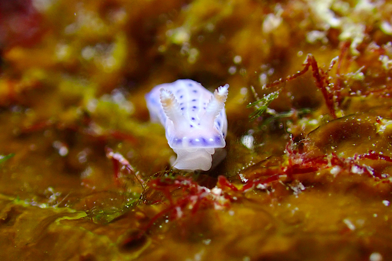 アジサイイロウミウシ