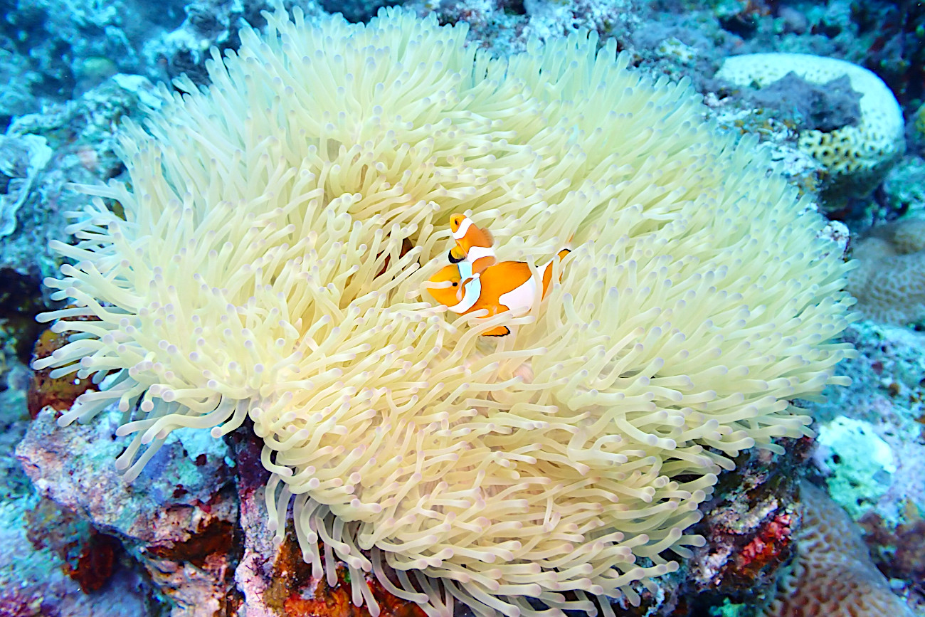 カクレクマノミ