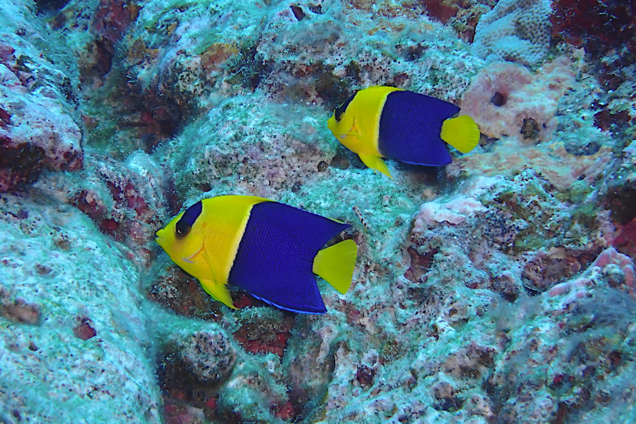 ソメワケヤッコ