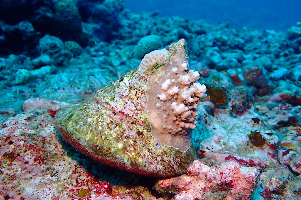 貝殻に育つサンゴ