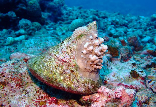 貝殻に育つサンゴ