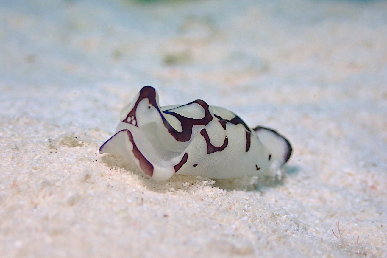 ワモンキセワタ