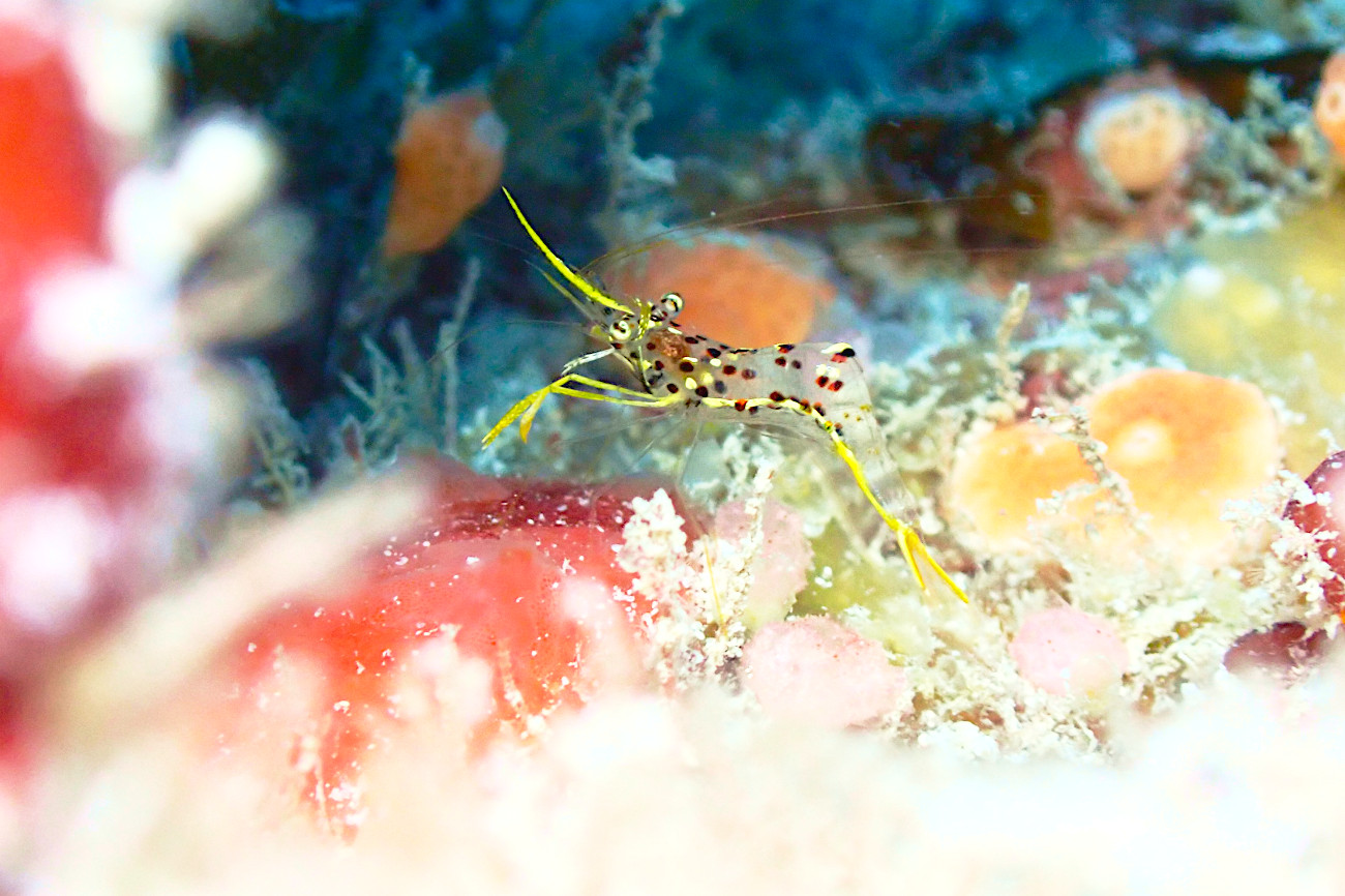 ミカヅキコモンエビ