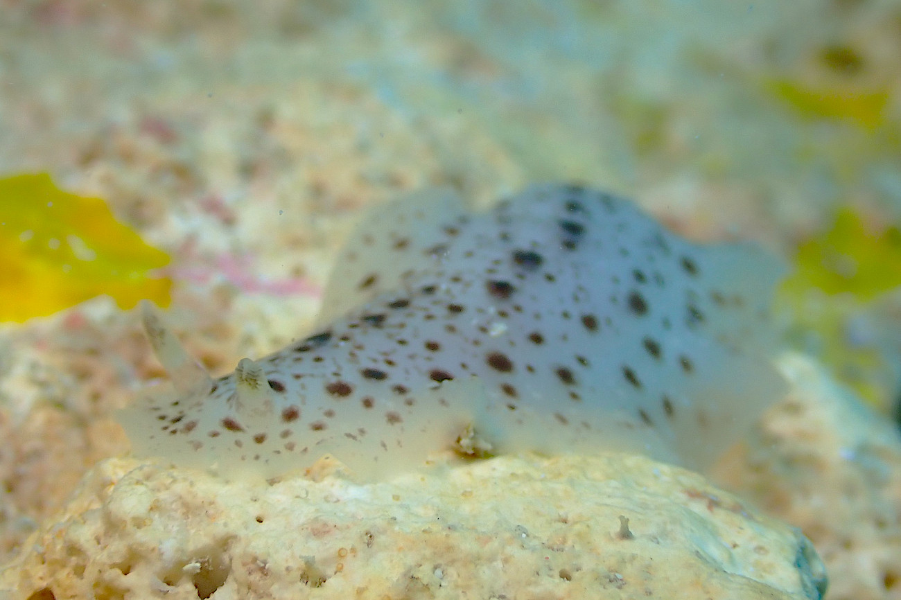 ナマコウミウシ