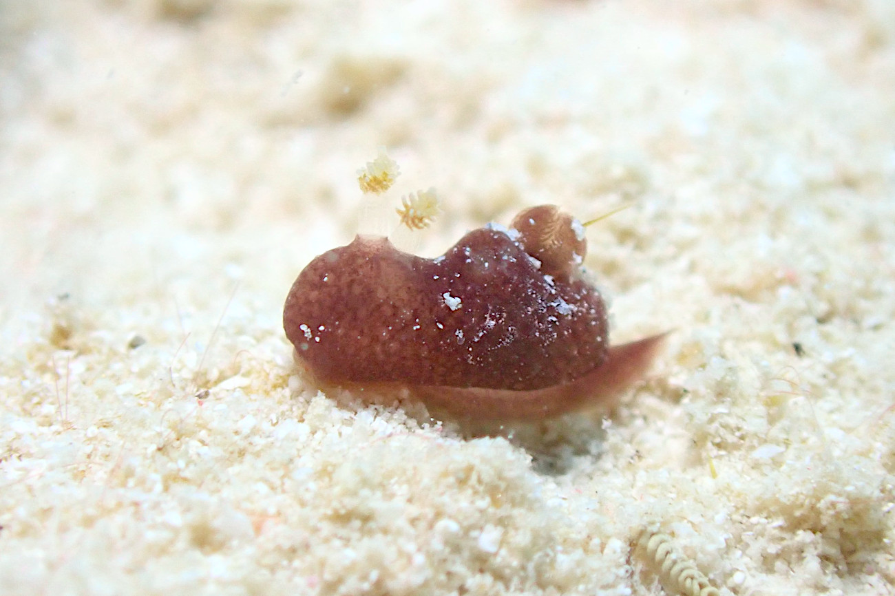 カンムリハラックサウミウシ