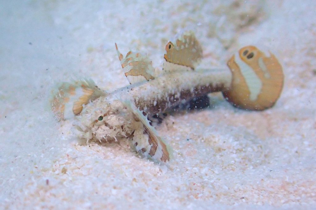 ハゼ科の一種14（ホムラダマシ）