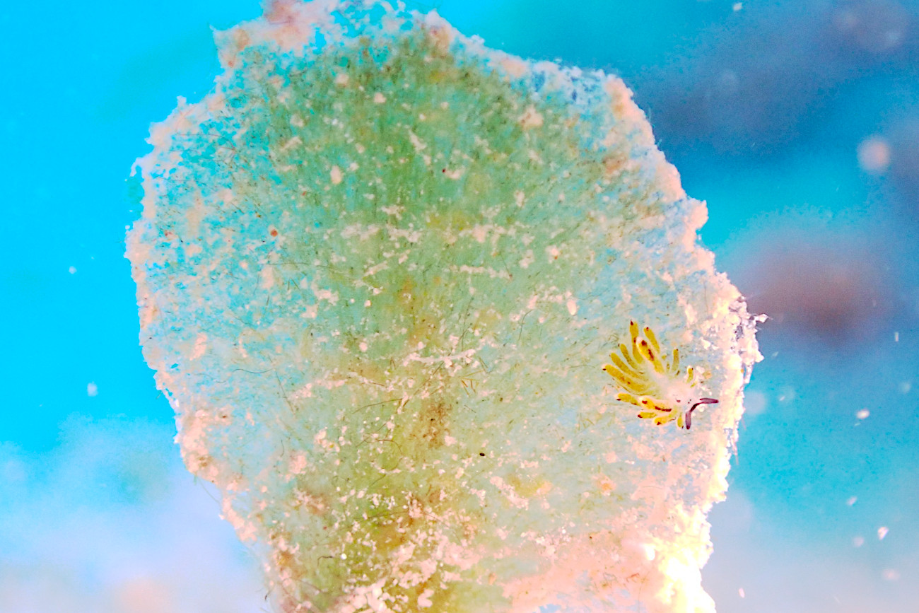 イリオモテモウミウシ