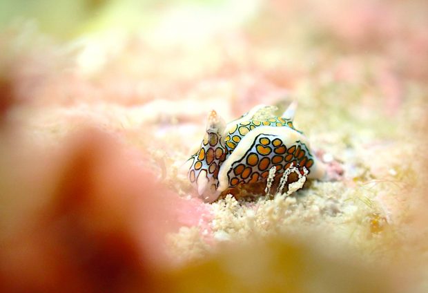 トウモンウミコチョウ