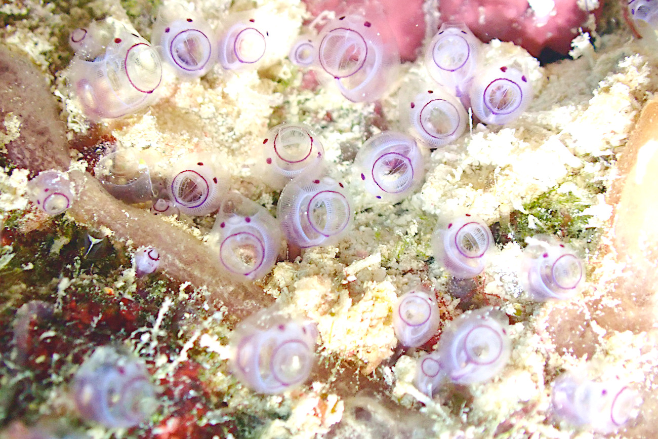 カールオジサンホヤ