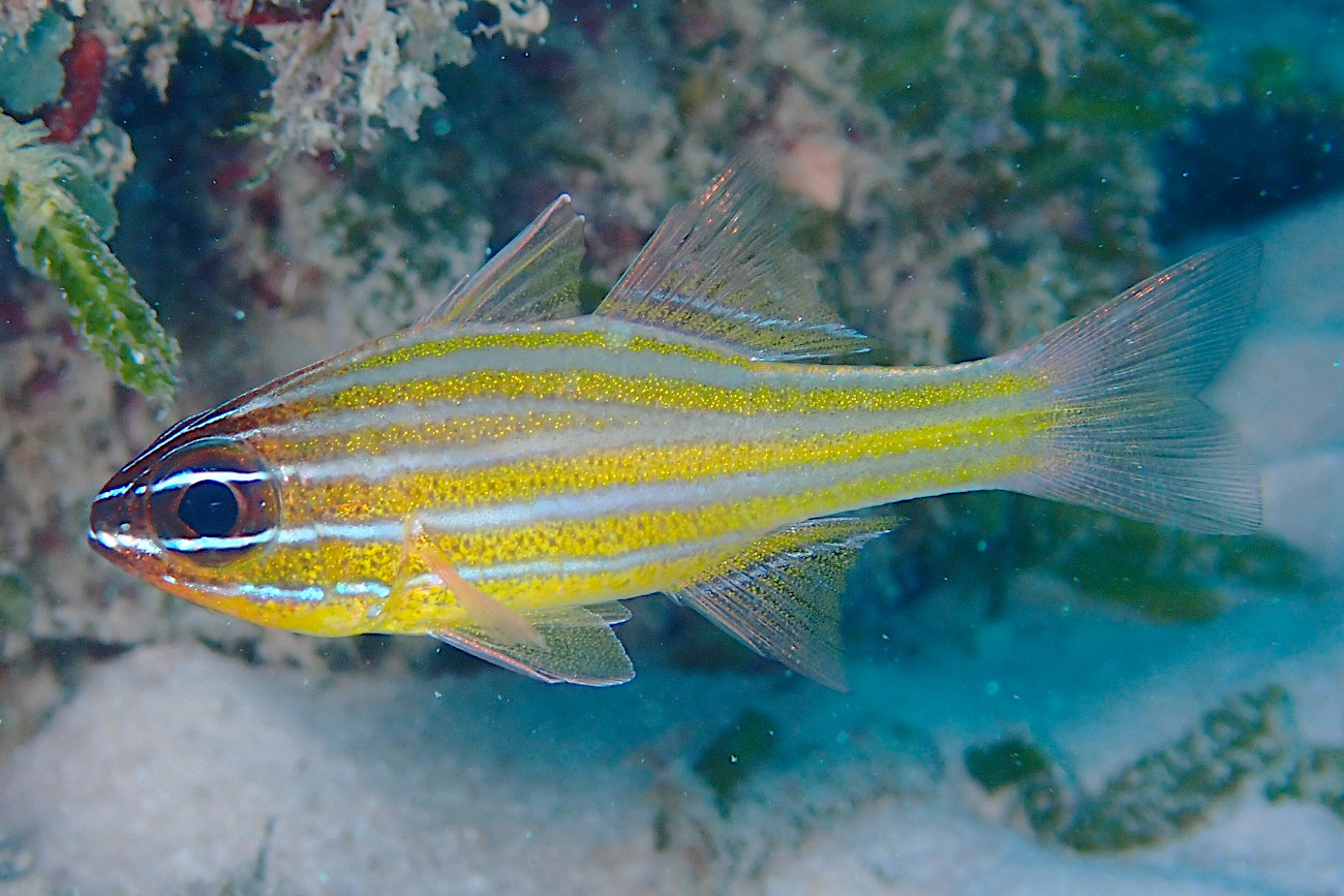 スジオテンジクダイ